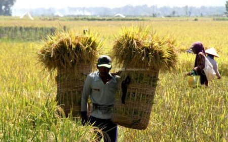 Pentingnya penerapan teknologi modern untuk menunjang swasembada pangan Indonesia